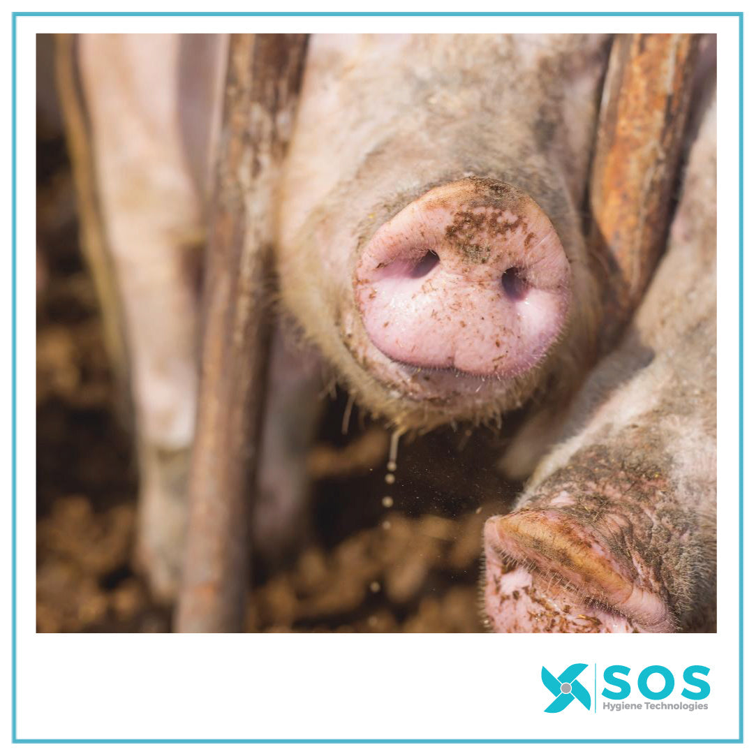 Livestock Wastewater Treatment with Ozone Technology