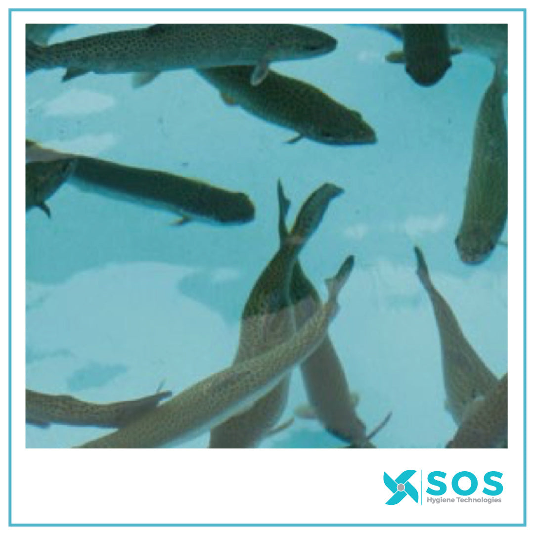 Primozone® Ozone Technology Clean Water for Land-Based Aquaculture