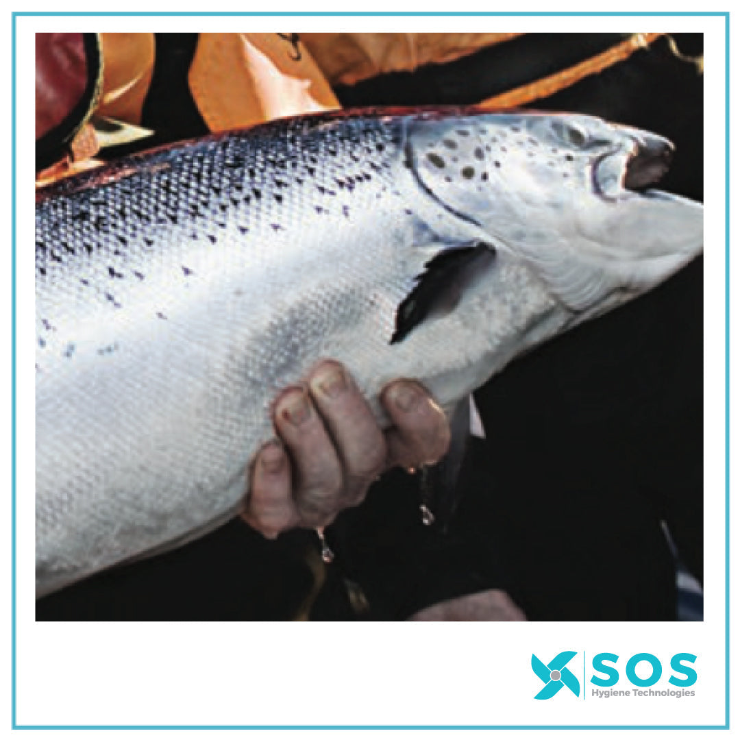 How Primozone® Supports Sustainable Smolt Production at SalMar Settefisk, Norway