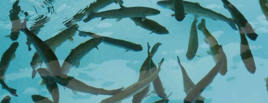 How Primozone Ozone Treatment Boosted Fish Production at Valperca