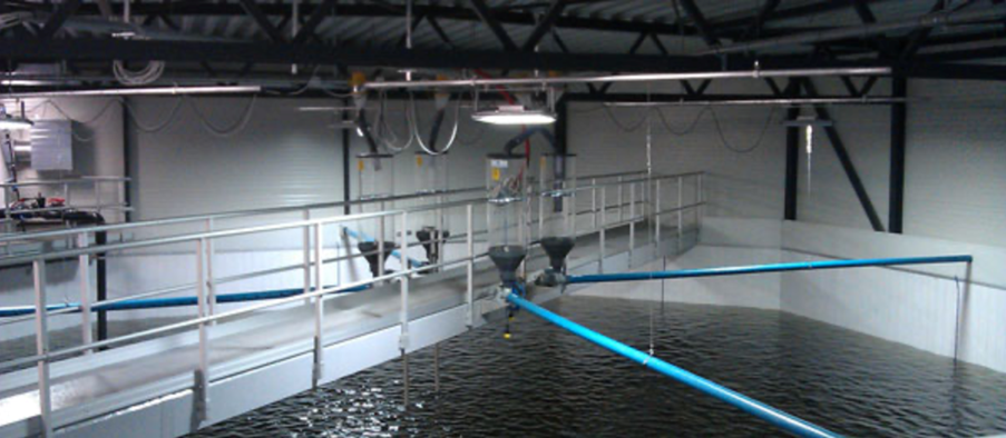 How Primozone® Supports Sustainable Smolt Production at SalMar Settefisk, Norway